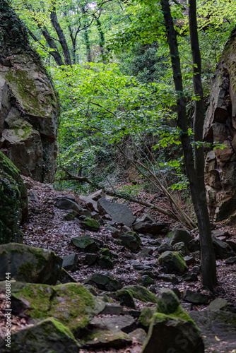 View in a rugged gorge in a forest.