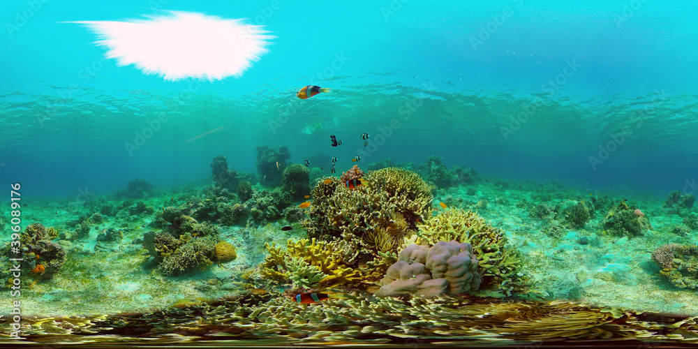 Tropical coral reef and fishes underwater. Tropical fishes and coral reef underwater. Travel vacation concept. Philippines. Virtual Reality 360.