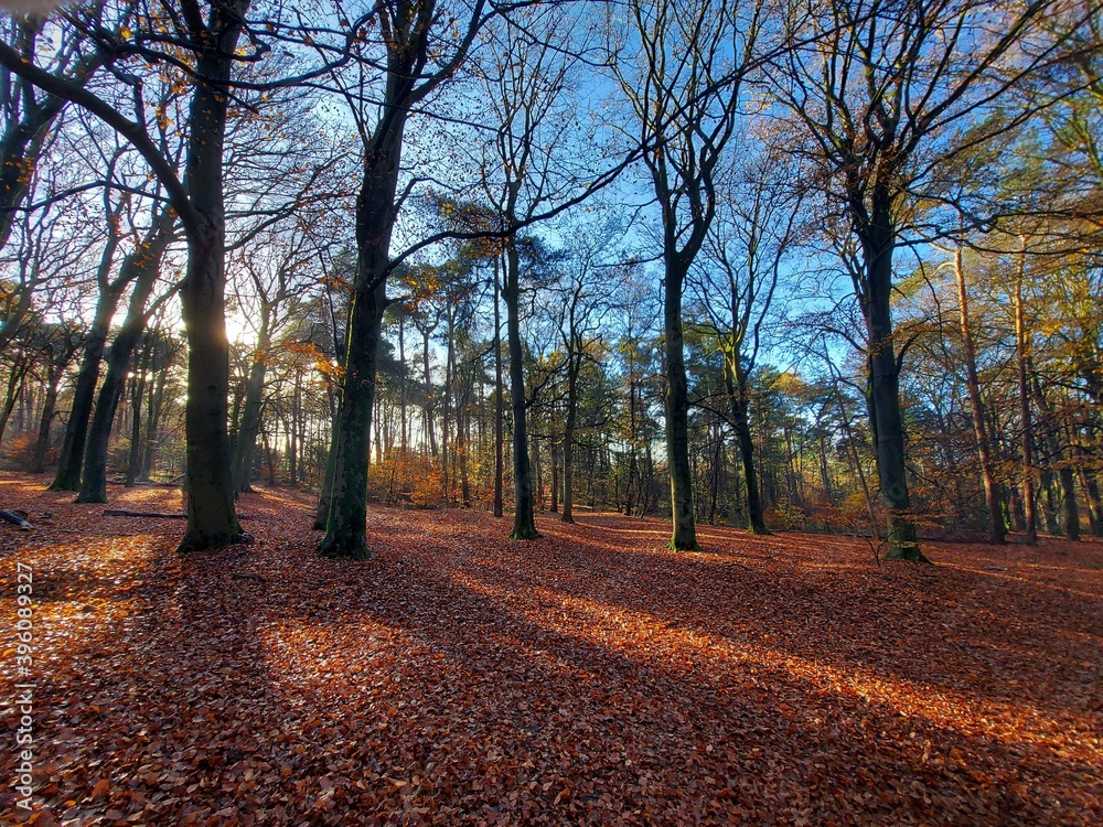 Naklejka premium Sunbeams shine through the trees with leaves colored by autumn in the Kaapse Bossen