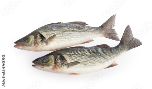 sea bass fish isolated without shadow on white background