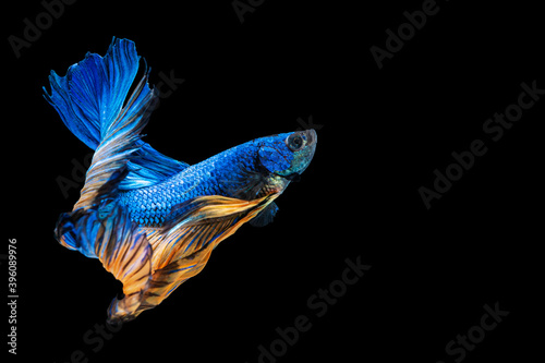 Rhythmic of betta splendens fighting fish over isolated black background. The moving moment beautiful of blue and red siamese betta fish with copy space.