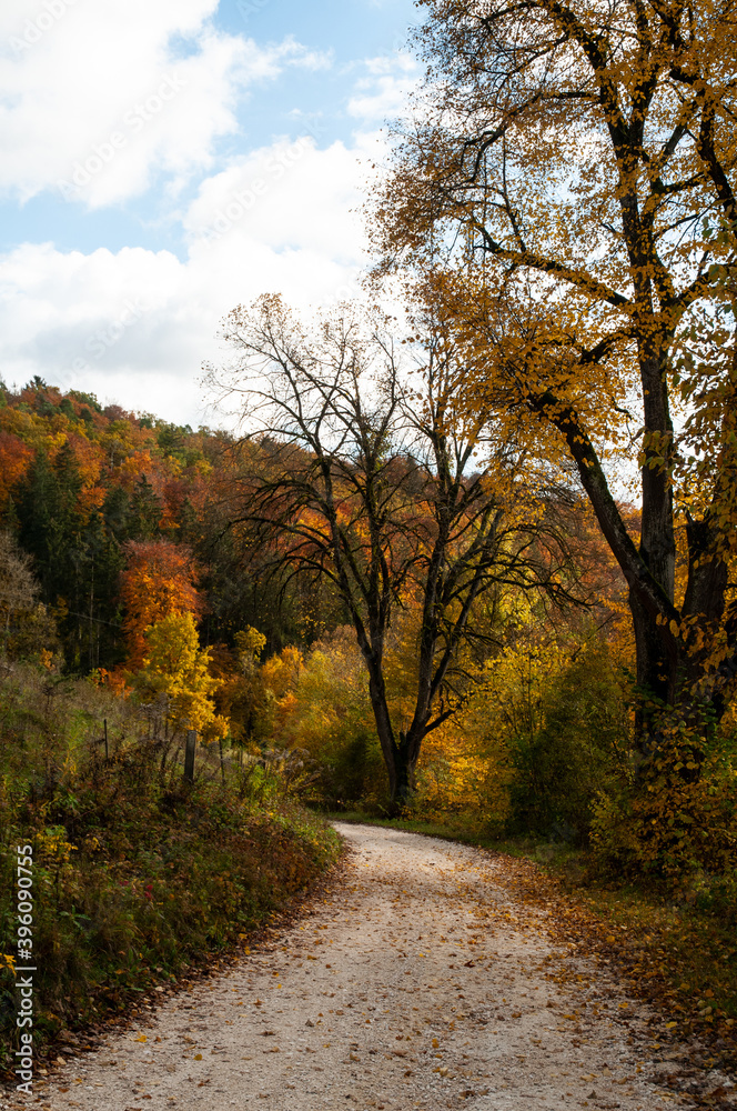 Fototapeta premium a gravel path in a hilly forest