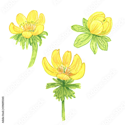 Fotografie Eranthis or winter aconite set isolated on white background, drawing with markers, design element for packaging, wedding invitation, greeting card, poster, banner