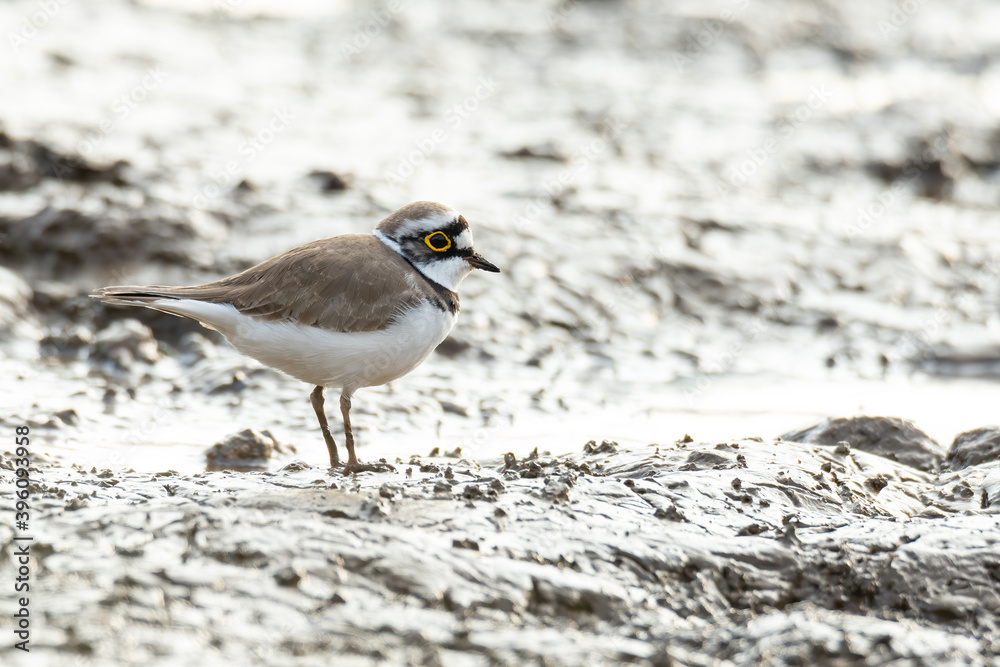 Little Ringed Plover standing on muddy ground Little Ringed Plover standing on muddy ground