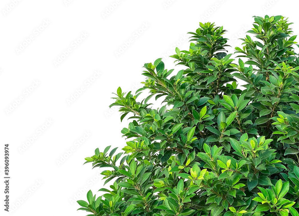 Copy space on left of the picture. Ficus annulata or Banyan tree. Fresh branches and leaves isolated on white background. Copy space on left of the picture. Ficus annulata or Banyan tree. Fresh branches and leaves isolated on white background.