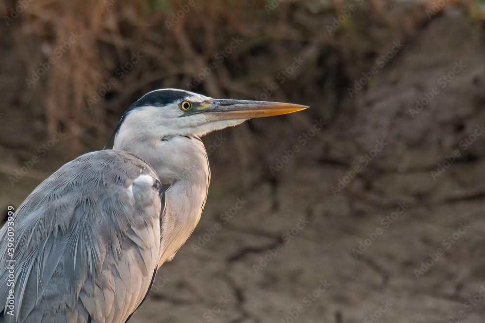Close-up of Grey heron head and shoulder Close-up of Grey heron head and shoulder