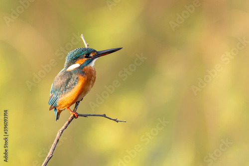 Common Kingfisher perching on a perch © phichak