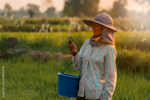 Low light view with flare be side. Asian farmer woman stand and look at the phone in hand. In rice paddy field of Thailand. Get the warm evening sunshine on the meadow.