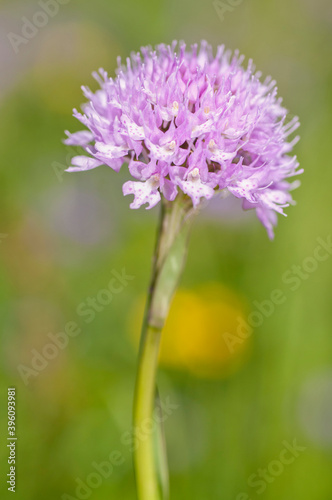 Round headed orchid (Traunsteinera globosa), Maritime alps, Italy. photo