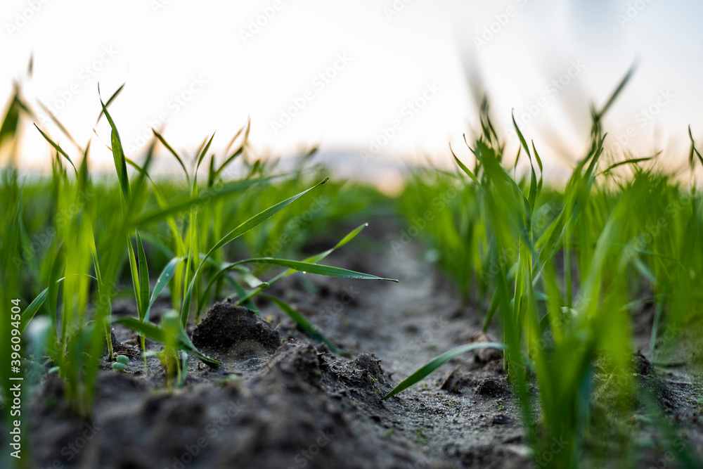 Obraz premium Close up young wheat seedlings growing in a field. Green wheat growing in soil. Close up on sprouting rye agriculture on a field in sunset. Sprouts of rye. Wheat grows in chernozem planted in autumn.