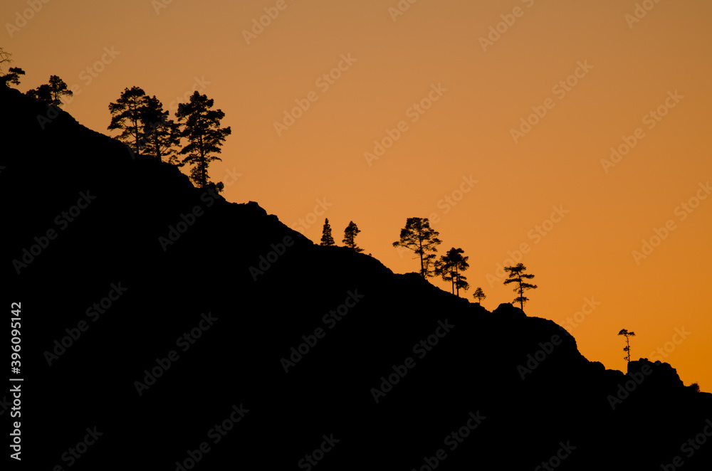 Slope of the Alsandara Mountain with Canary Island pines Pinus canariensis at sunset. Reserve of Inagua. Tejeda. Gran Canaria. Canary Islands. Spain.