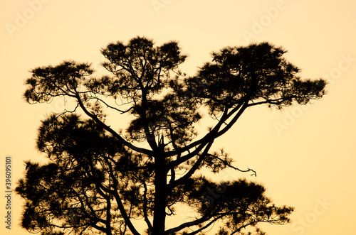 Canary Island pine Pinus canariensis at sunset. The Nublo Rural Park. Tejeda. Gran Canaria. Canary Islands. Spain.