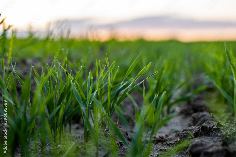 Close up young wheat seedlings growing in a field. Green wheat growing in soil. Close up on sprouting rye agriculture on a field in sunset. Sprouts of rye. Wheat grows in chernozem planted in autumn.