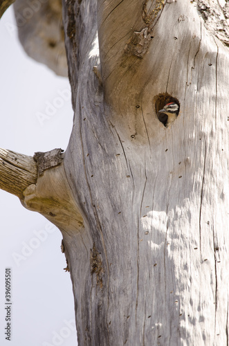 Chick of great spotted woodpecker Dendrocopos major thanneri in the entrance of its nest. Inagua. Tejeda. Gran Canaria. Canary Islands. Spain. photo