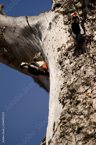 Pair and chick of great spotted woodpecker Dendrocopos major thanneri in its nest. Reserve of Inagua. Tejeda. Gran Canaria. Canary Islands. Spain. photo