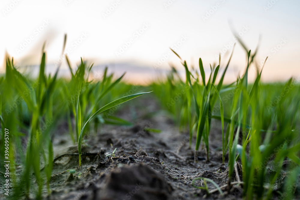 Fototapeta premium Close up young green wheat seedlings growing in a soil on a field in a sunset. Close up on sprouting rye agriculture on a field in sunset. Sprouts of rye. Wheat grows in chernozem planted in autumn.