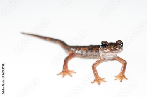 Spezia's Cave salamander (Hydromantes ambrosii) on white background, Liguria, Italy. photo