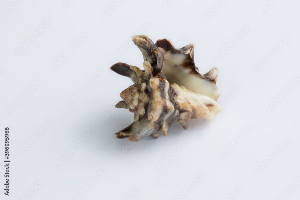 Marine life: spiny itchy gastropod seashell close-up on white background