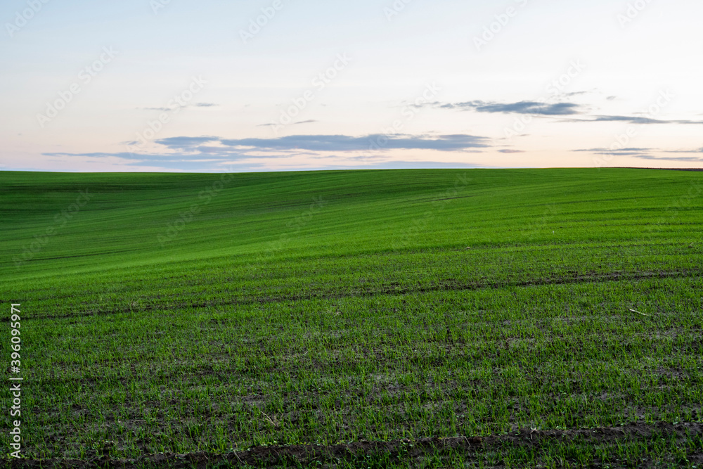 Fototapeta premium Landscape young wheat seedlings growing in a field. Green wheat growing in soil. Close up on sprouting rye agriculture on a field in sunset. Sprouts of rye. Wheat grows in chernozem planted in autumn.