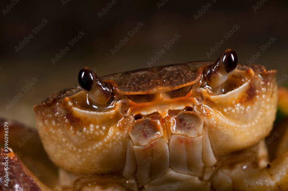 Freshwater crab (Potamon fluviatile) portrait, Tuscany, Italy. Freshwater crab (Potamon fluviatile) portrait, Tuscany, Italy.