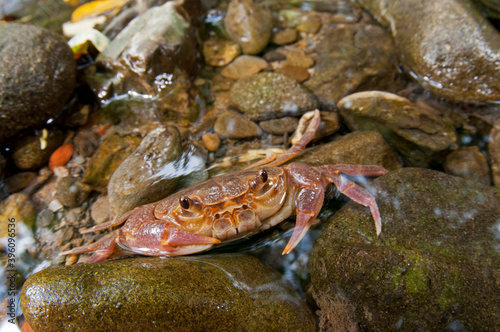 Freshwater crab  Potamon fluviatile  in its habitat  Tuscany  Italy.
