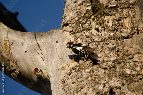 Chick of great spotted woodpecker Dendrocopos major thanneri in its nest and male with food to the right. Inagua. Gran Canaria. Canary Islands. Spain. photo