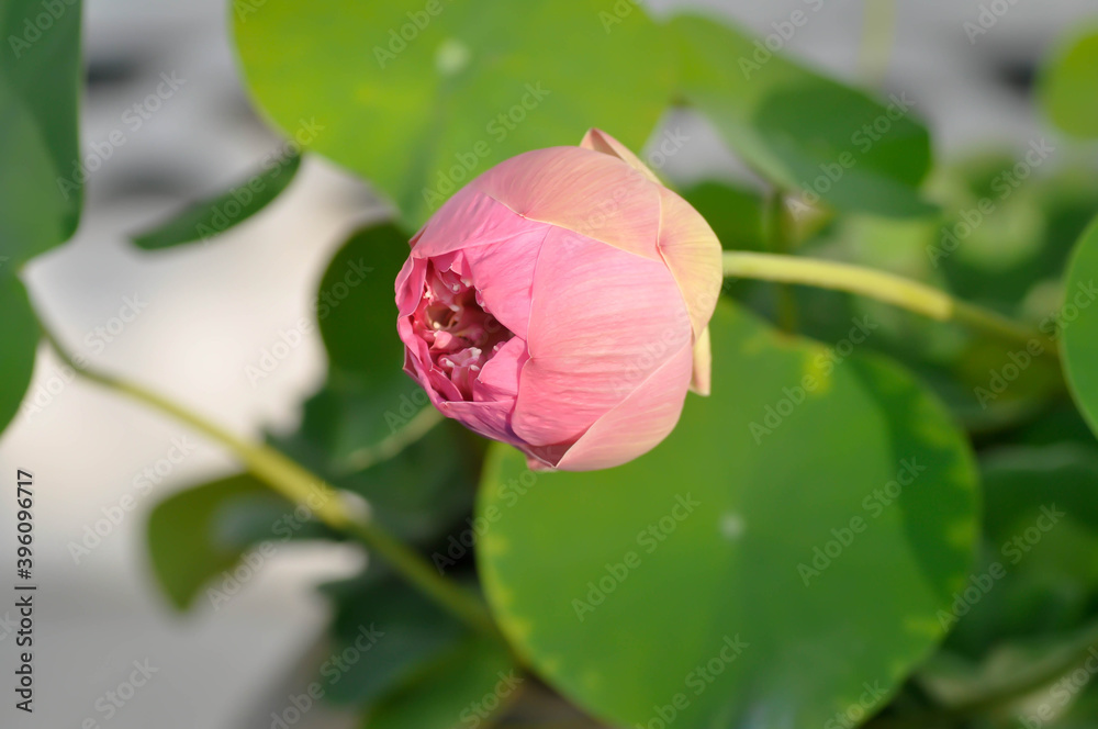 lotus ,pink lotus or nucifera gaertn lotus ,pink lotus or nucifera gaertn