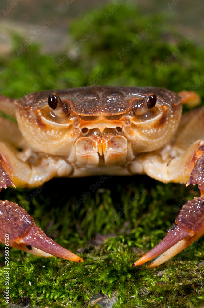 Freshwater crab (Potamon fluviatile) portrait, Tuscany, Italy.