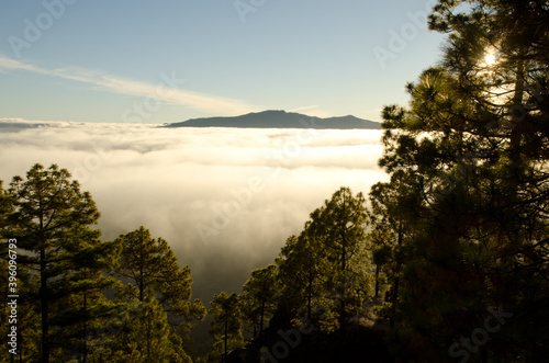 Forest of Canary Island pine Pinus canariensis, sea of clouds and mountain. Reserve of Inagua and north of Gran Canaria. Canary Islands. Spain.