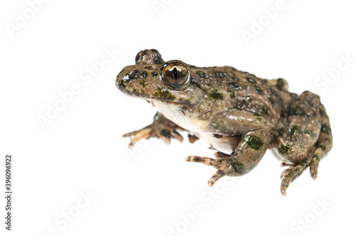 Parsley frog (Pelodytes punctatus) on white background, Liguria, Italy.