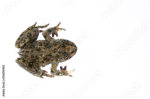 Parsley frog (Pelodytes punctatus) on white background, Liguria, Italy.