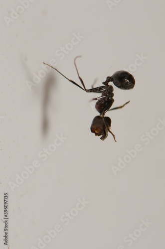 Carpenter ant Camponotus rufoglaucus feai hanging of a spider silk. Cruz de Pajonales. Tejeda. Gran Canaria. Canary Islands. Spain. photo