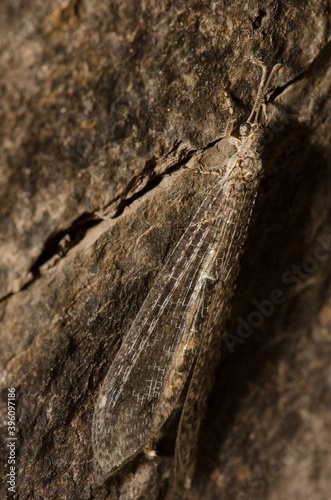 Antlion Myrmeleon alternans on a rock. Cruz de San Antonio. Integral Natural Reserve of Inagua. Gran Canaria. Canary Islands. Spain. photo
