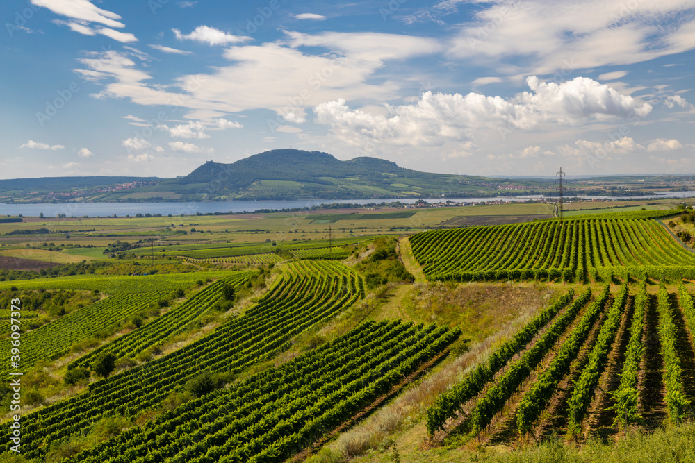 Vineyards near Nove Mlyny reservoir with Palava in Southern Moravia, Czech Republic