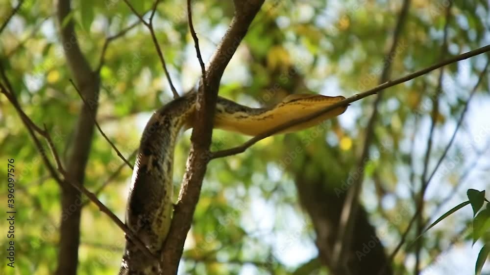 The Python quickly crawls along the branches of trees in search of prey. Animal wildlife background concept and free space for text. The Python quickly crawls along the branches of trees in search of prey. Animal wildlife background concept and free space for text.
