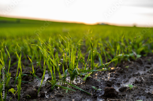 Close up young wheat seedlings growing in a field. Green wheat growing in soil. Close up on sprouting rye agriculture on a field in sunset. Sprouts of rye. Wheat grows in chernozem planted in autumn.