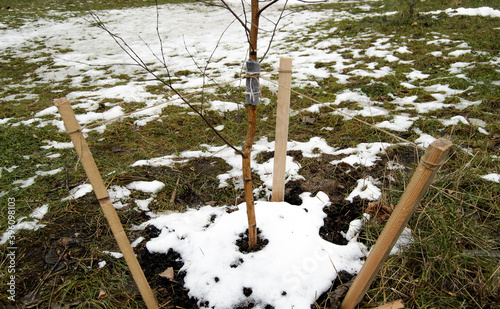 Fixing the trunk of a young tree during planting. 2