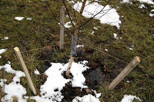 Fixing the trunk of a young tree during planting. 3