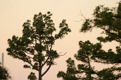 Canary Island pines Pinus canariensis at dawn. Alsandara Mountain. Integral Natural Reserve of Inagua. Tejeda. Gran Canaria. Canary Islands. Spain.