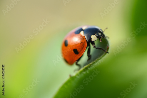 ladybird on a leaf © ukasz