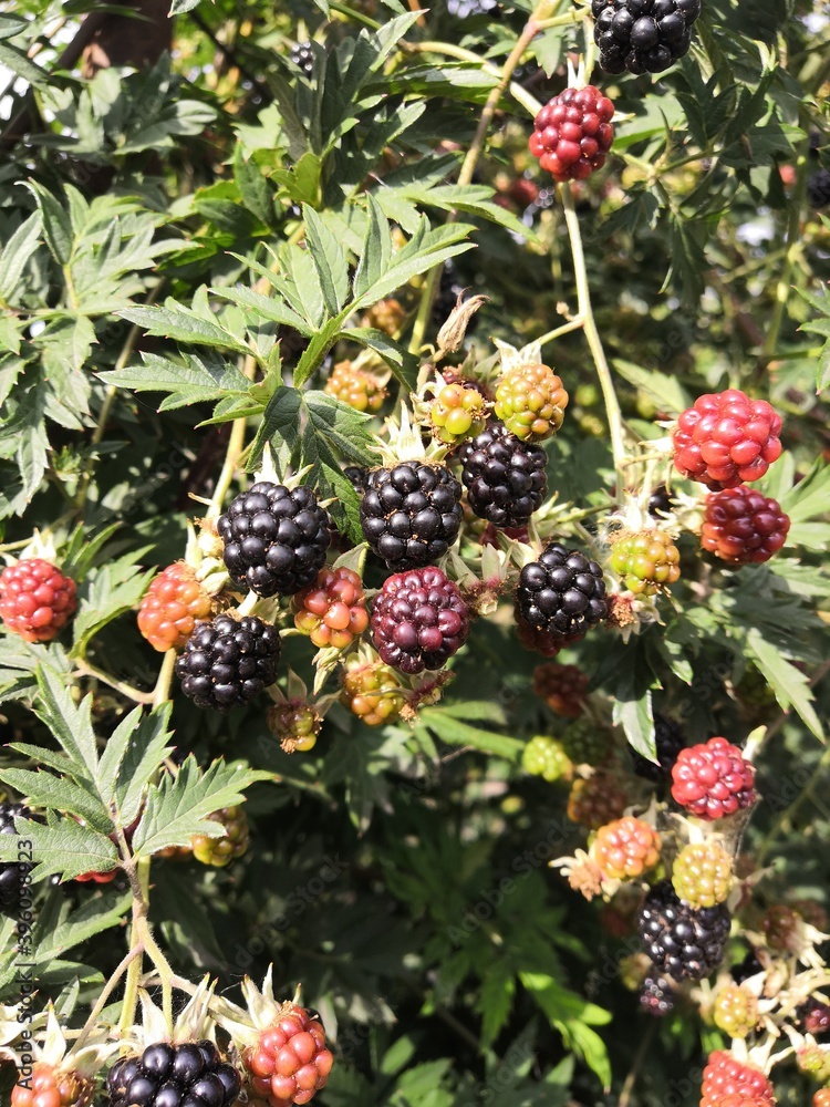 berries on a bush berries on a bush