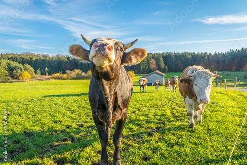 Calves and cows on the rural field