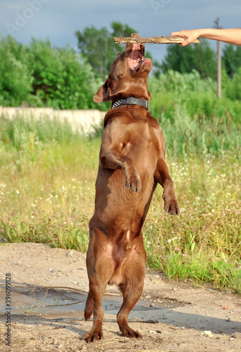 Chocolate Labrador stands upright. The training grip of the stick.