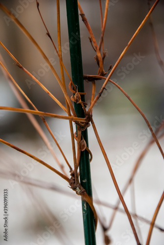 Fixing the trunk of a young tree during planting.