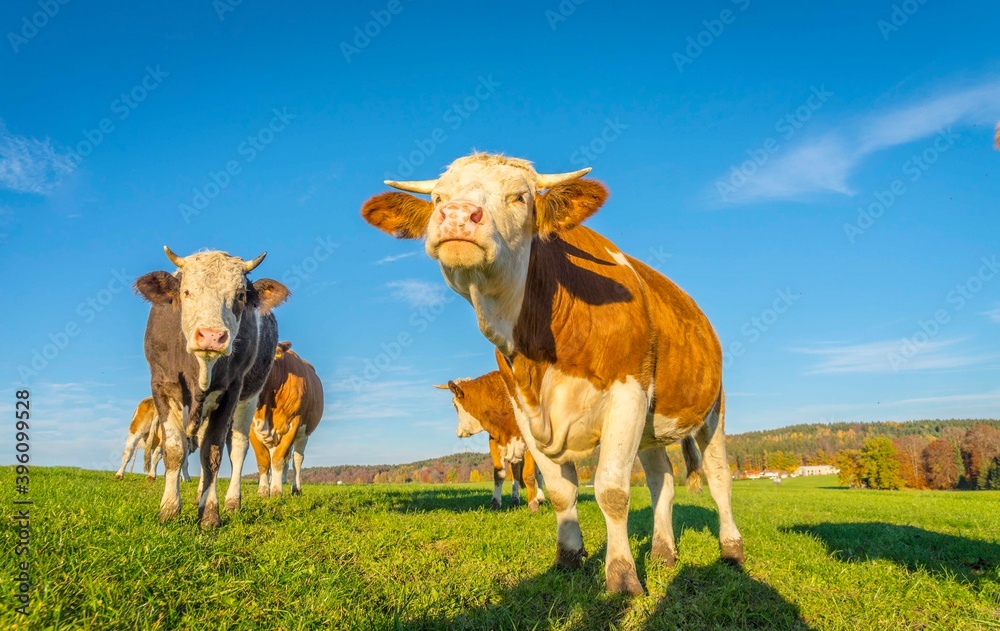 Calves and cows on the rural field