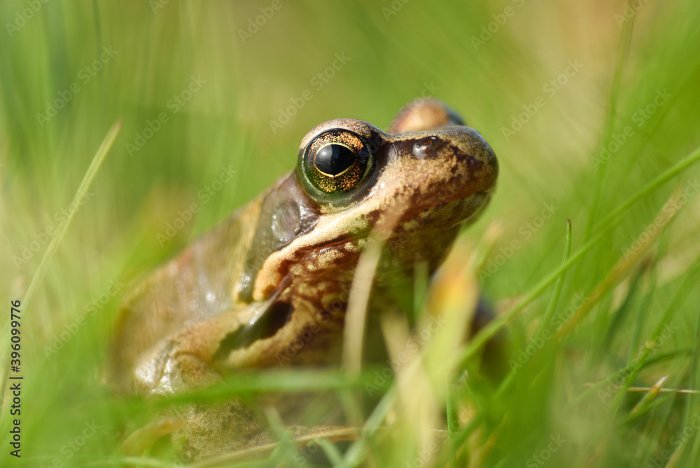 Obraz premium frog on the grass