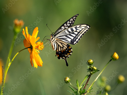 Chinese Yellow Swallowtail feeding from flowers 6