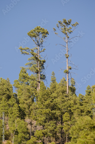 Forest of Canary Island pine Pinus canariensis. Integral Natural Reserve of Inagua. Gran Canaria. Canary Islands. Spain.