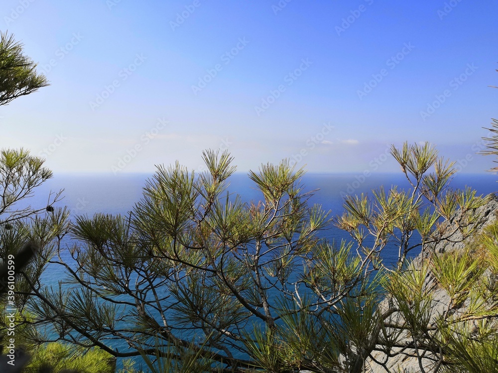 pine on a mountain cliff by the sea