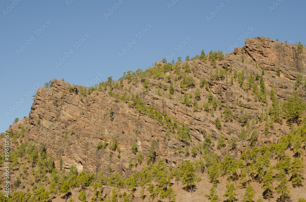 Cliff and forest of Canary Island pine Pinus canariensis. The Nublo Rural Park. Tejeda. Gran Canaria. Canary Islands. Spain.